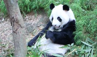 小熊猫和大熊猫是一种动物吗
